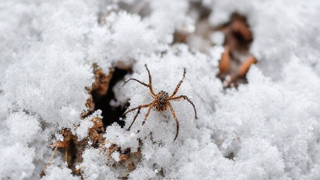 《冬日洞穴》蜘蛛恐惧症救星！手把手教你关闭游戏中的蜘蛛